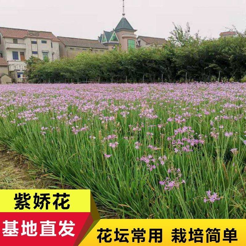 紫娇花洋韭菜园林绿化苗木基地观花植物批发