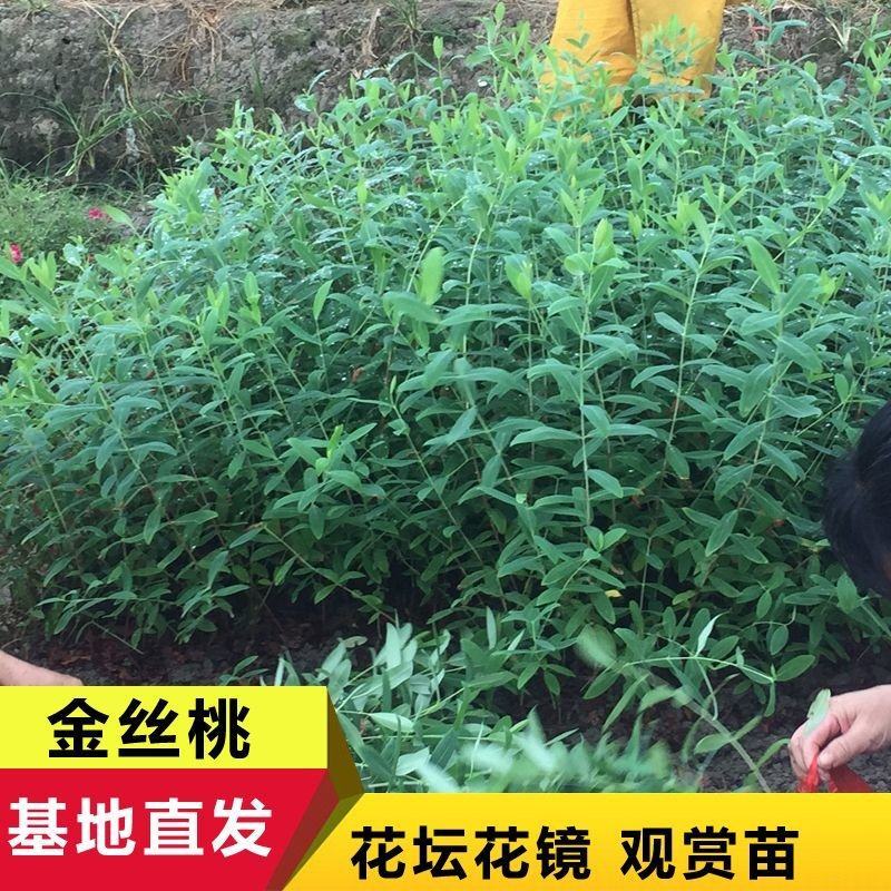 金丝桃小苗金线蝴蝶城市园林景观绿化黄花树苗苗木基地批发