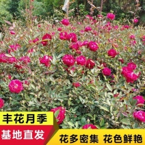 小花月季丰花月季苗蔷薇花庭院绿篱观花植物