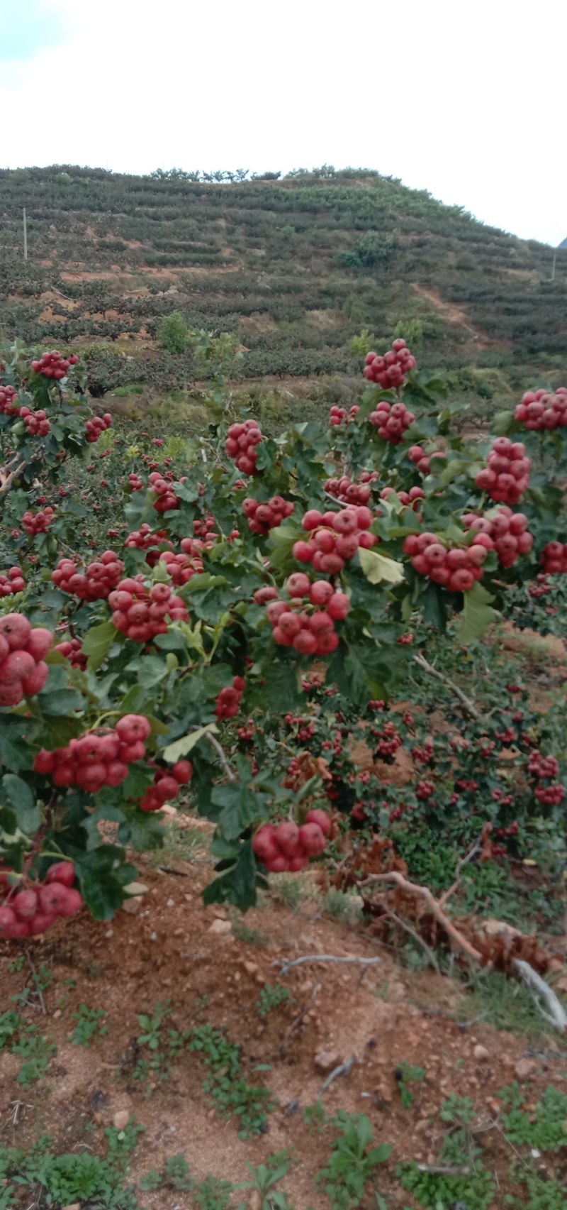 大金星山楂