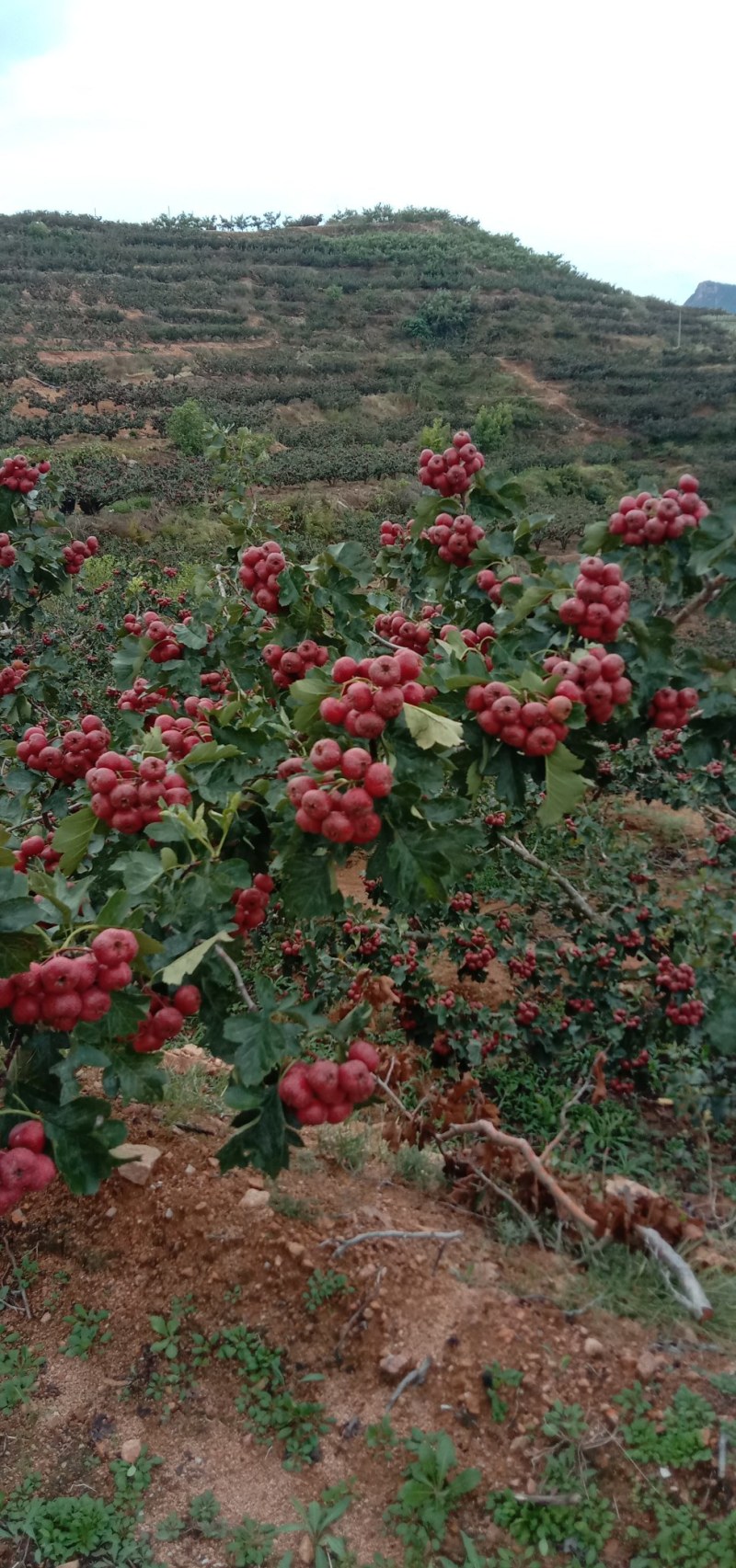 大金星山楂