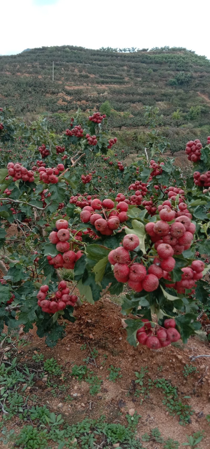 大金星山楂