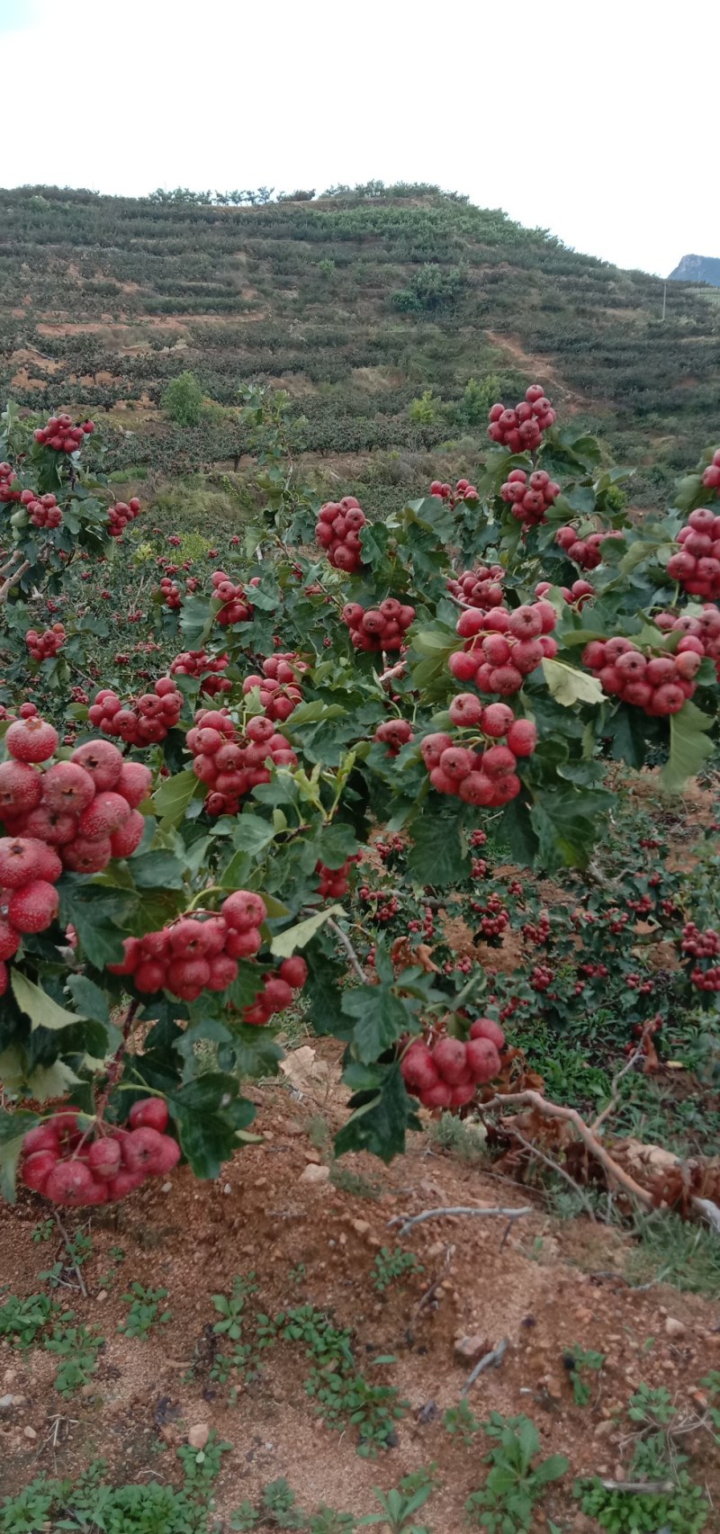 大金星山楂