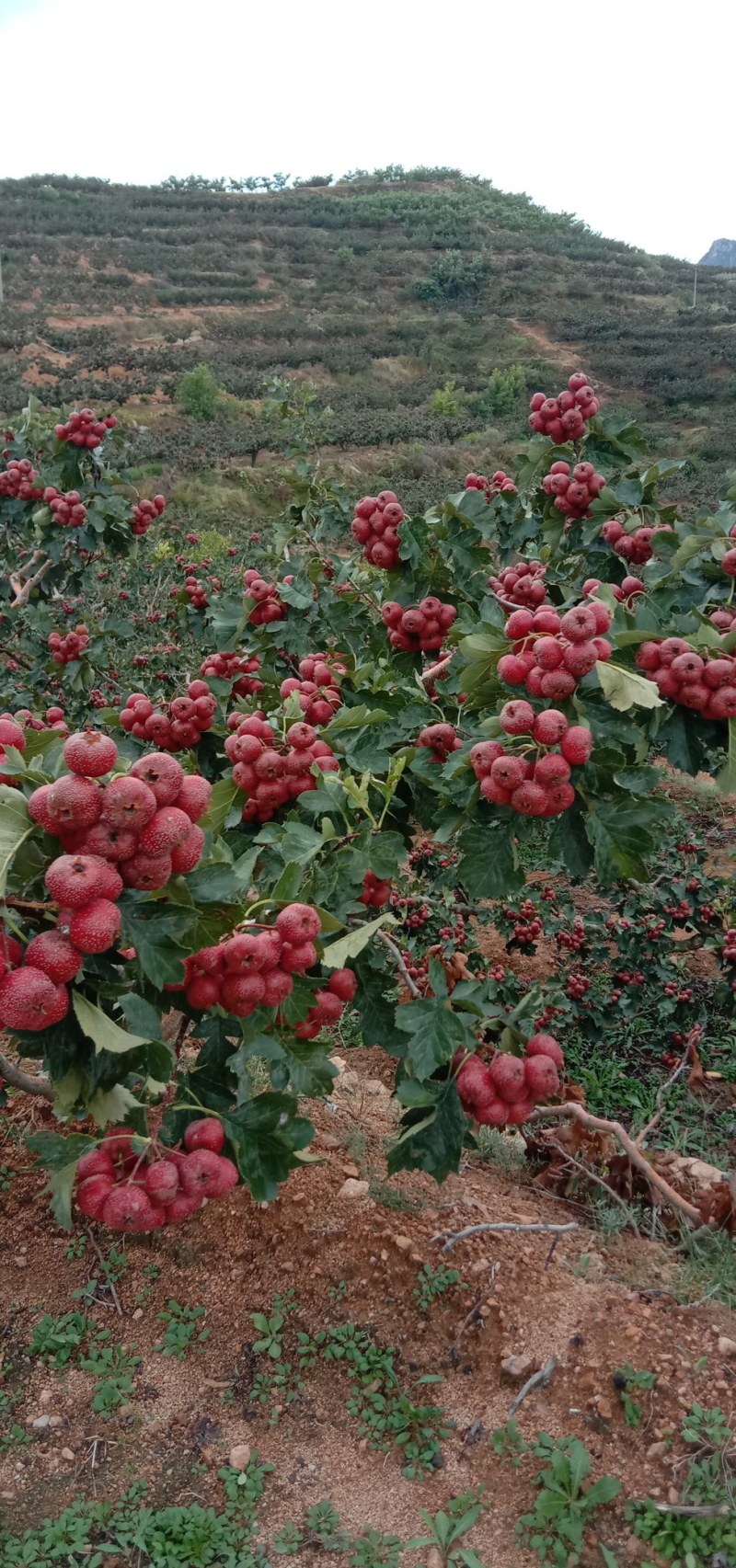 大金星山楂