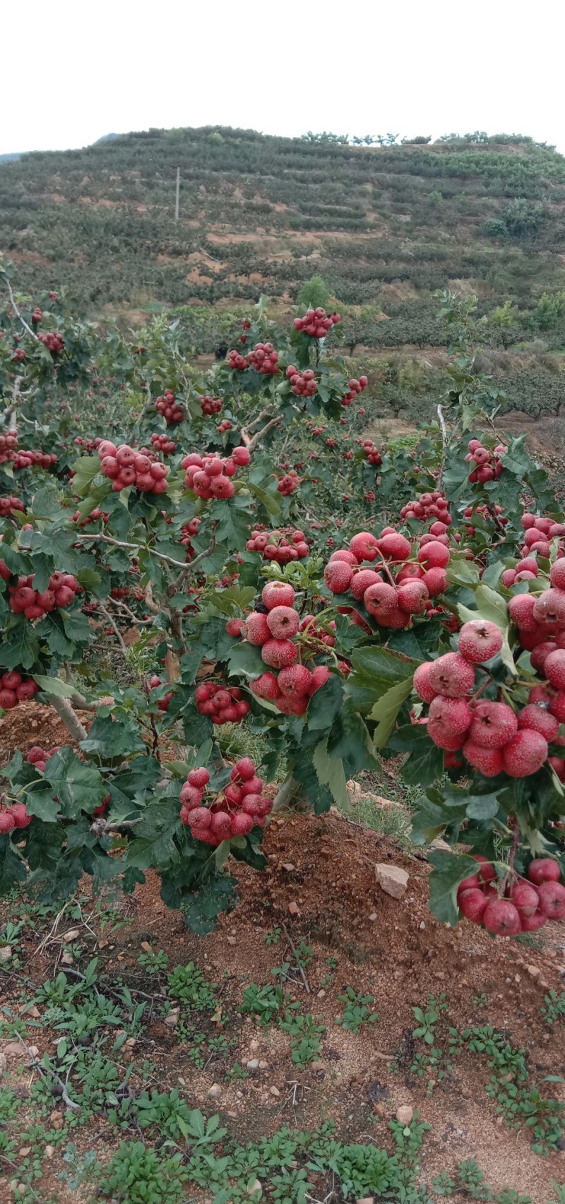 大金星山楂