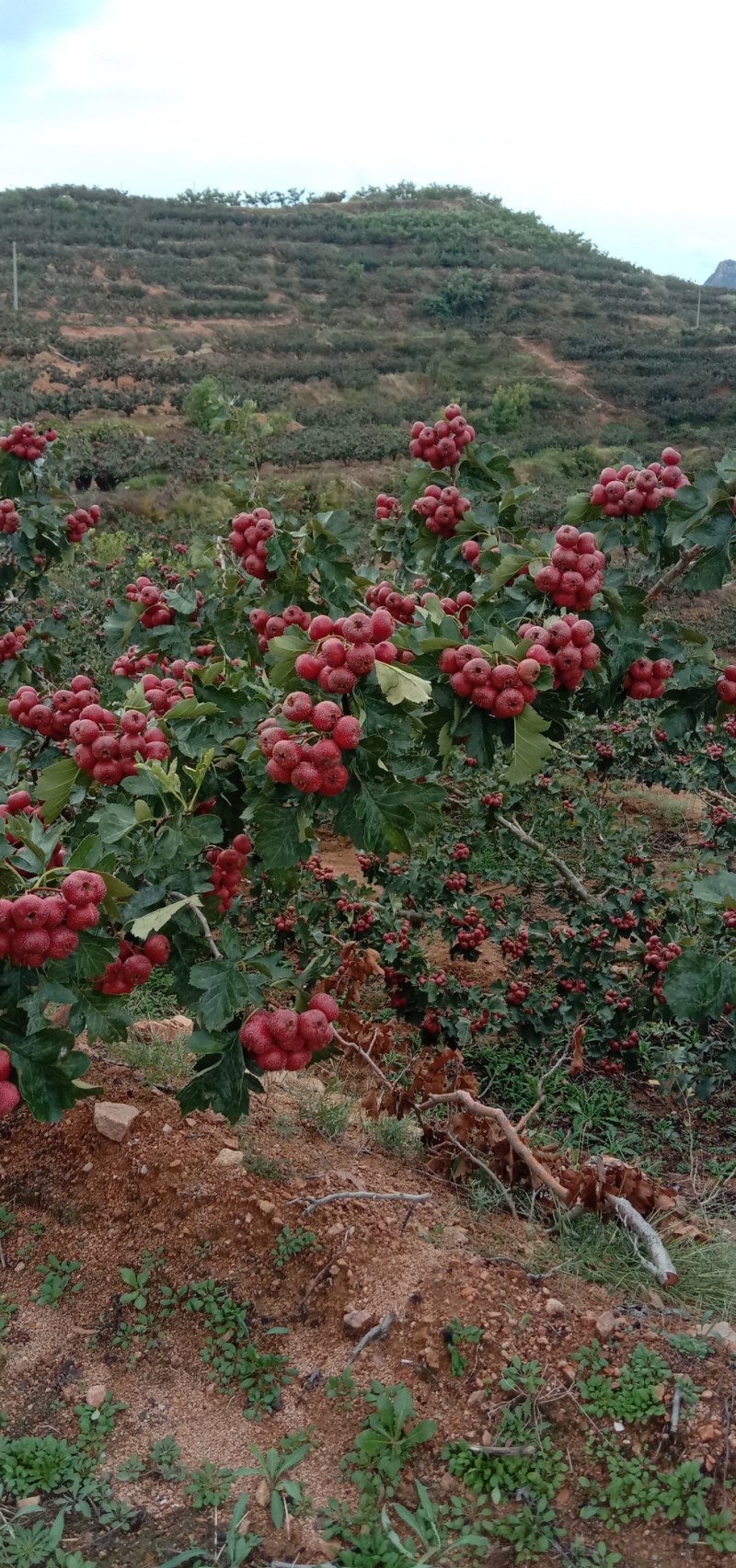 大金星山楂