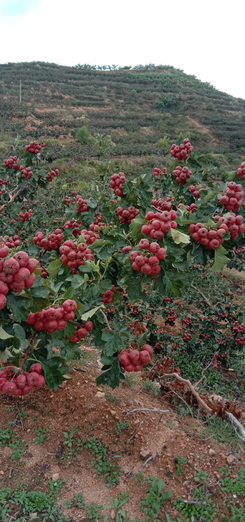 大金星山楂