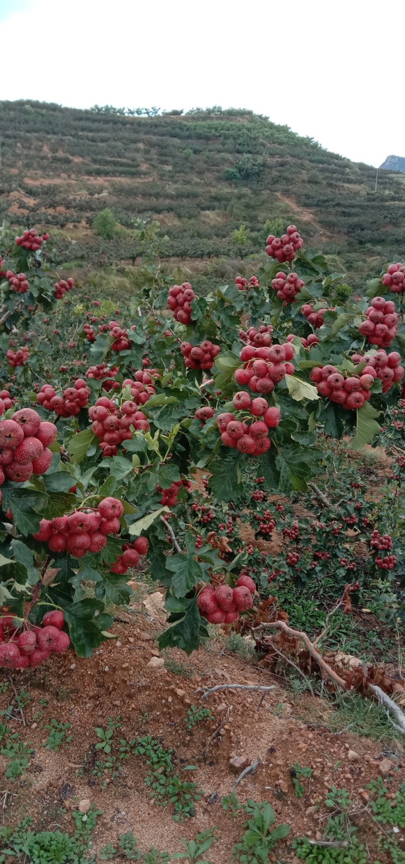 大金星山楂
