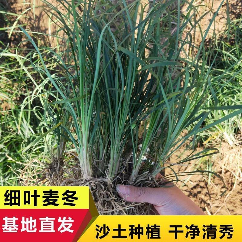 细叶麦冬草郴州沿阶草沙土小叶麦冬草不含泥干净清秀