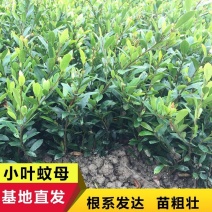 中华蚊母树小苗小叶蚊母道路两旁园林绿化工程树木苗圃批发