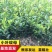 中华蚊母树小苗小叶蚊母道路两旁园林绿化工程树木苗圃批发