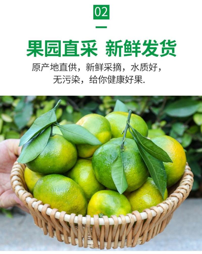 宜昌蜜橘电商一件代发新鲜橘子薄皮无籽柑子