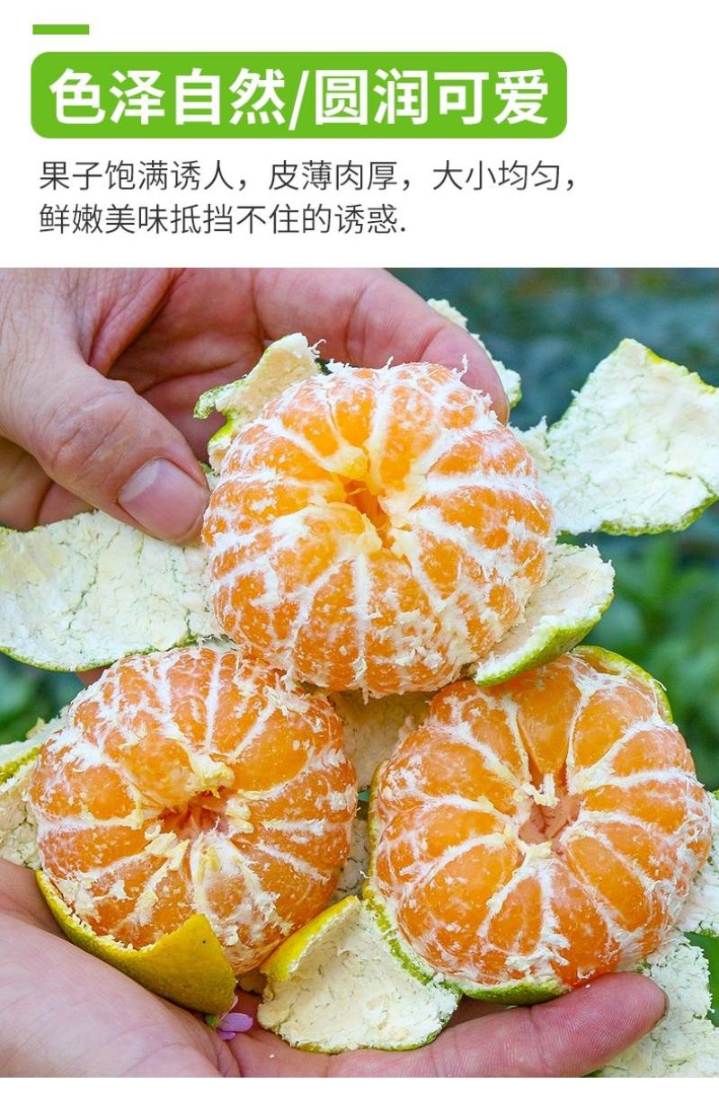 宜昌蜜橘电商一件代发新鲜橘子薄皮无籽柑子