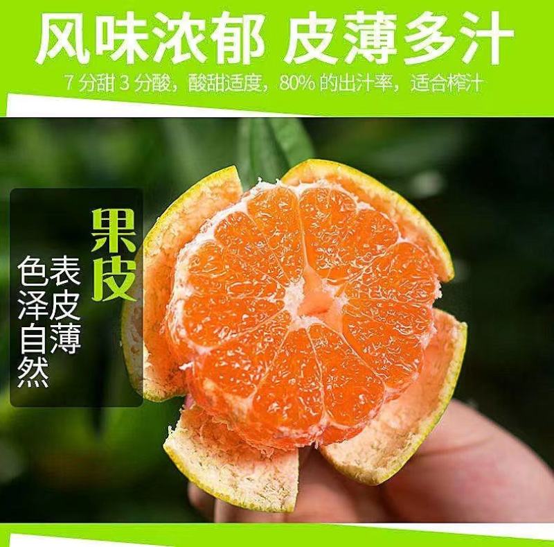 宜昌蜜橘电商一件代发新鲜橘子薄皮无籽柑子