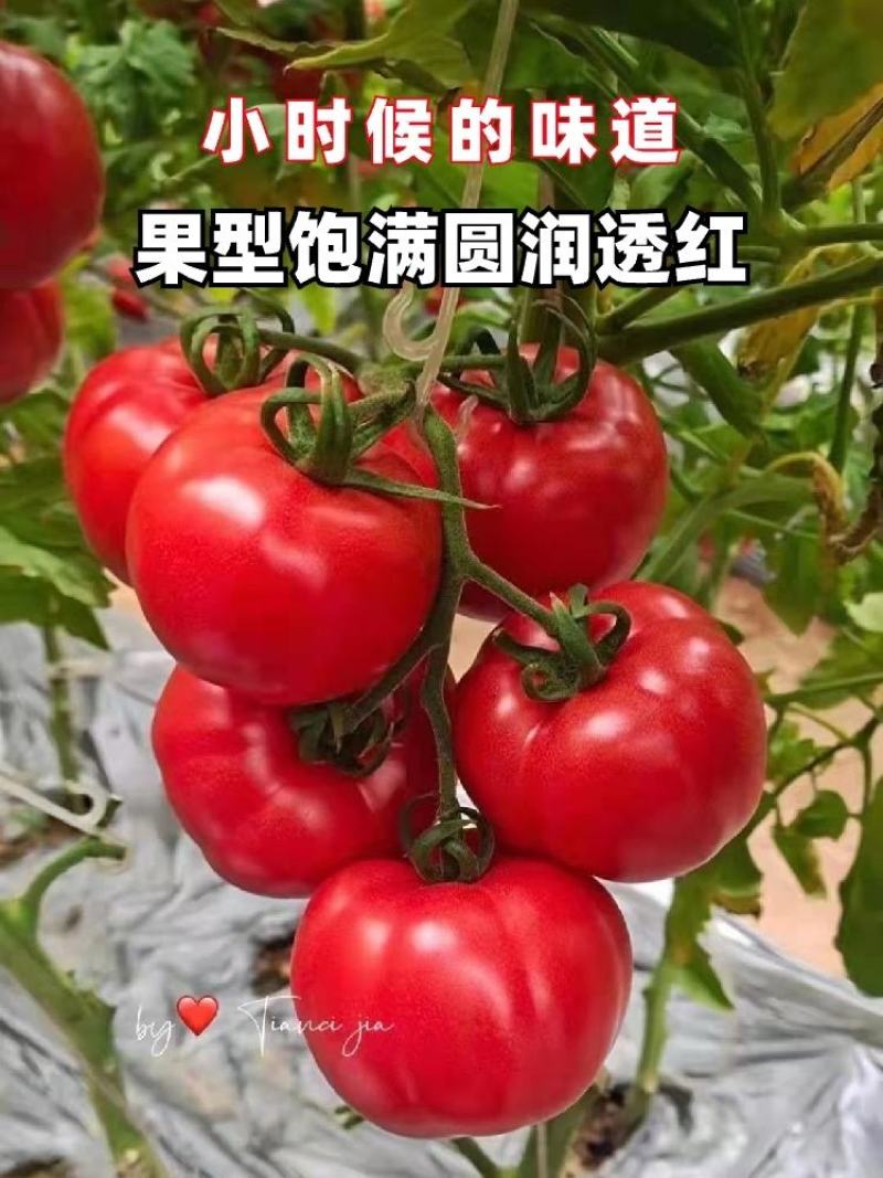 正宗普罗旺斯西红柿糖度高