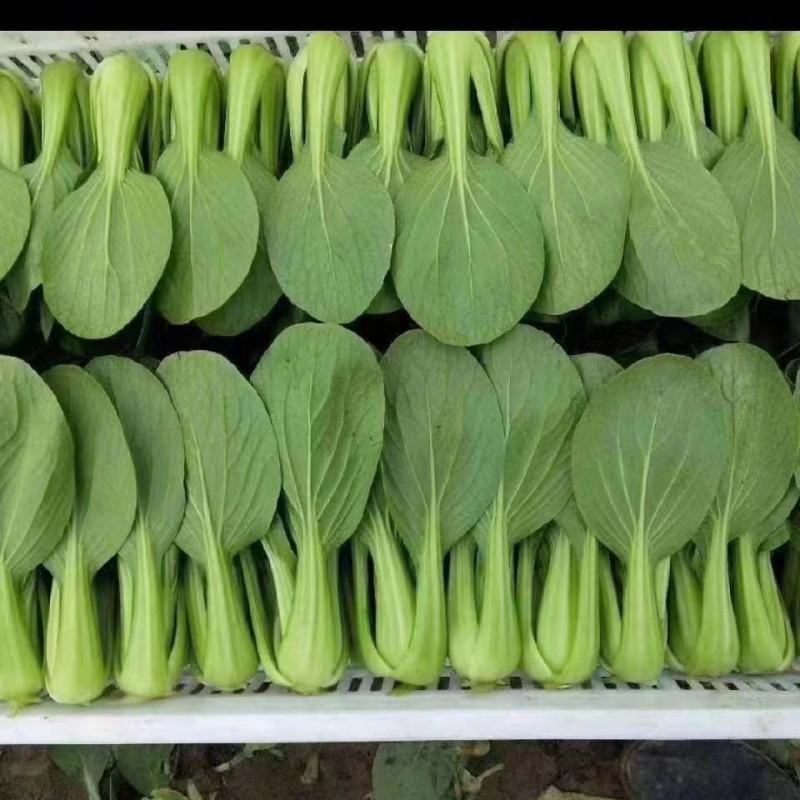 上海青青梗菜小青菜油菜产地直发货源充足电商食堂