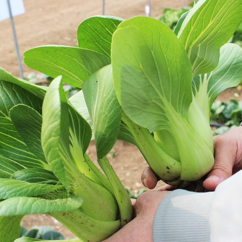 上海青青梗菜小青菜油菜产地直发货源充足电商食堂