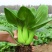 上海青青梗菜小青菜油菜产地直发货源充足电商食堂