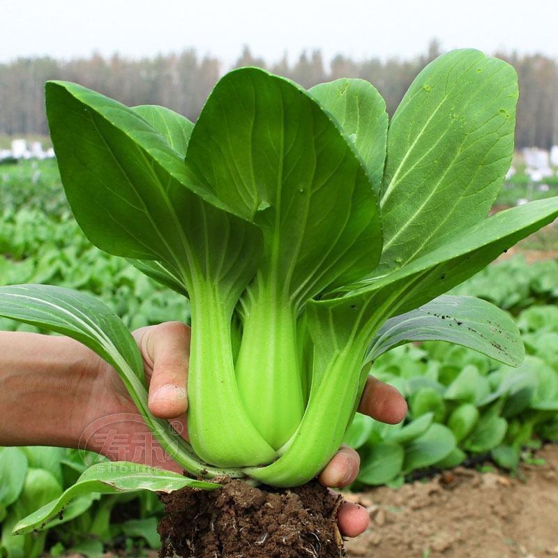 上海青青梗菜小青菜油菜产地直发货源充足电商食堂