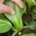 上海青青梗菜小青菜油菜产地直发货源充足电商食堂