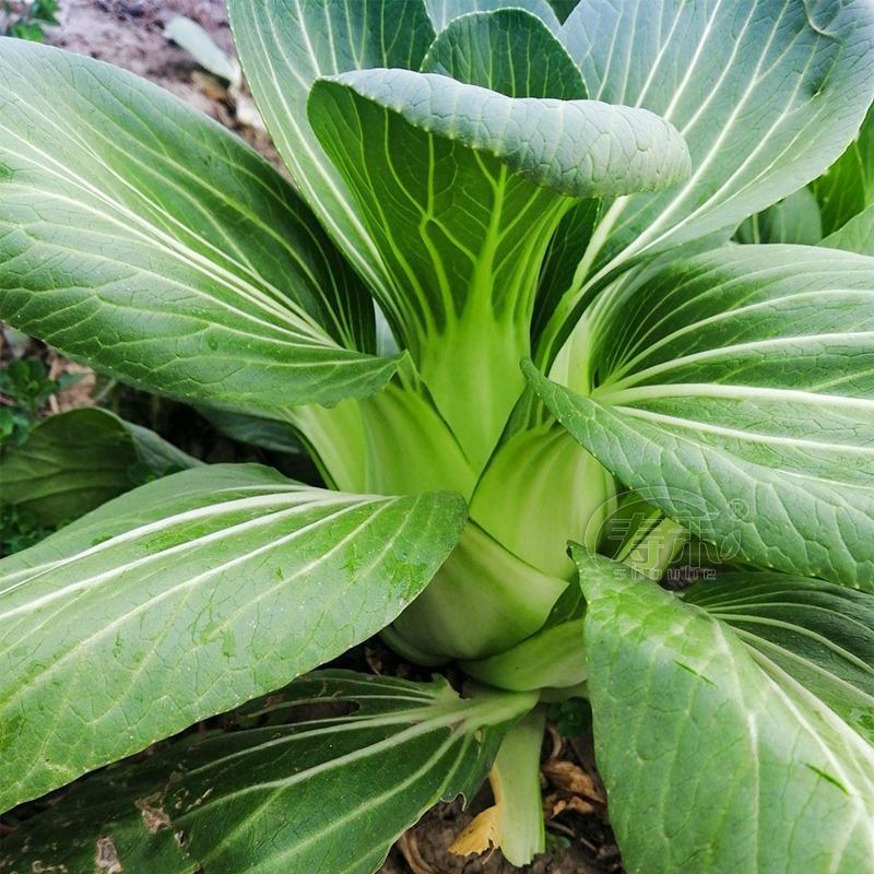 上海青青梗菜小青菜油菜产地直发货源充足电商食堂
