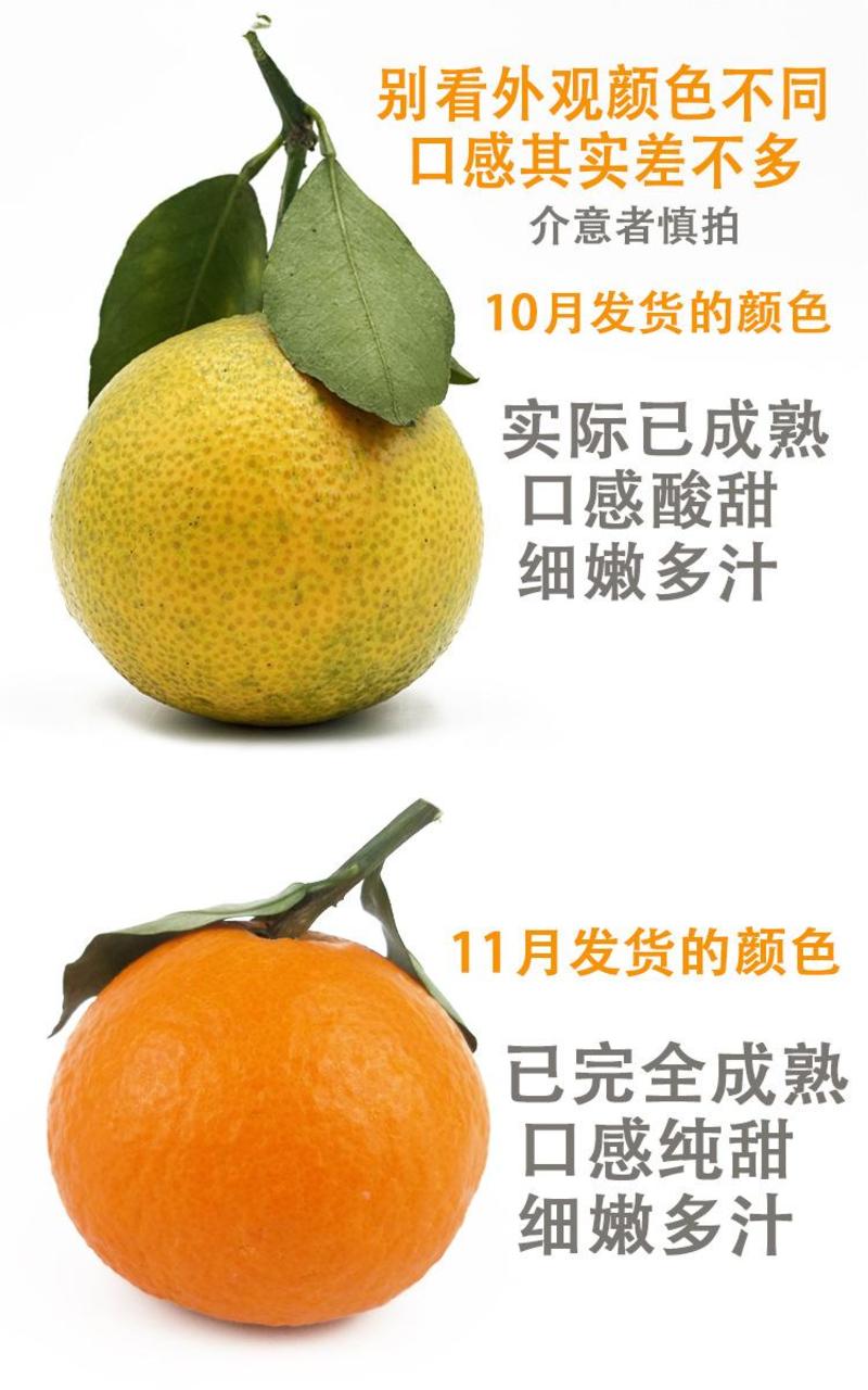 爱媛38号果冻橙新品上市一件代发整车发货实力产地源头直发