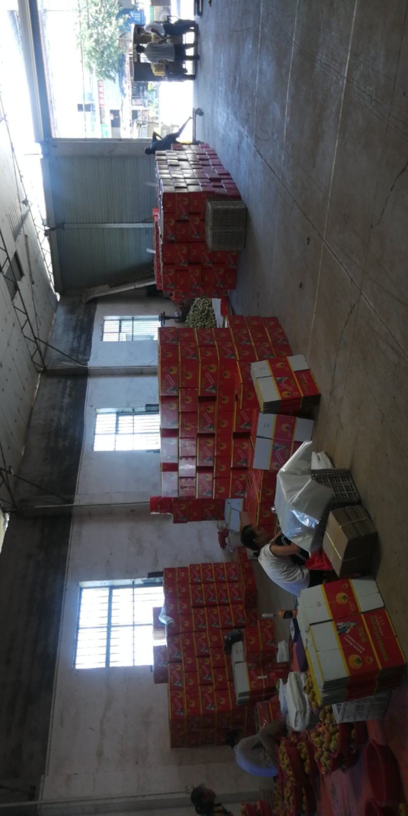 广西瑶山，脆柿大量上市，