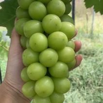 阳光玫瑰葡萄🍇自家种植甜度高，硬度好，耐存储易运输