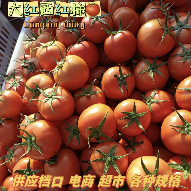 温州精品大红西红柿中大果西红柿供应海底捞档口电商超市