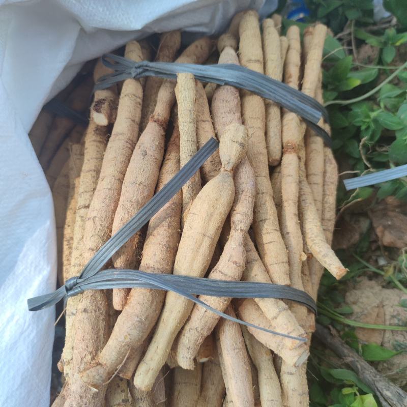 牛大力，老牛大力