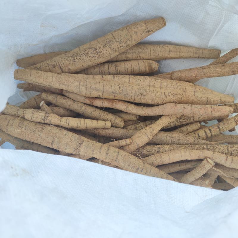 牛大力，老牛大力