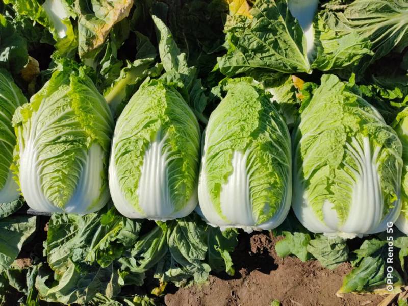 凌海市黄心菜大量上市
