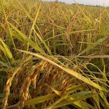 吉林九台松花江水域灌溉水稻稻谷鲜米机用米