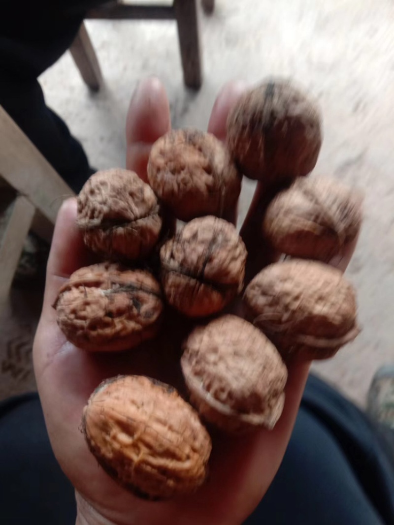 大姚县103大泡核桃，原生态高山自家种植