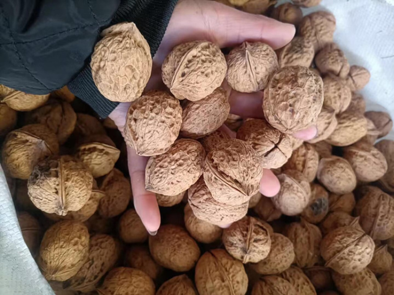 大姚县103大泡核桃，原生态高山自家种植
