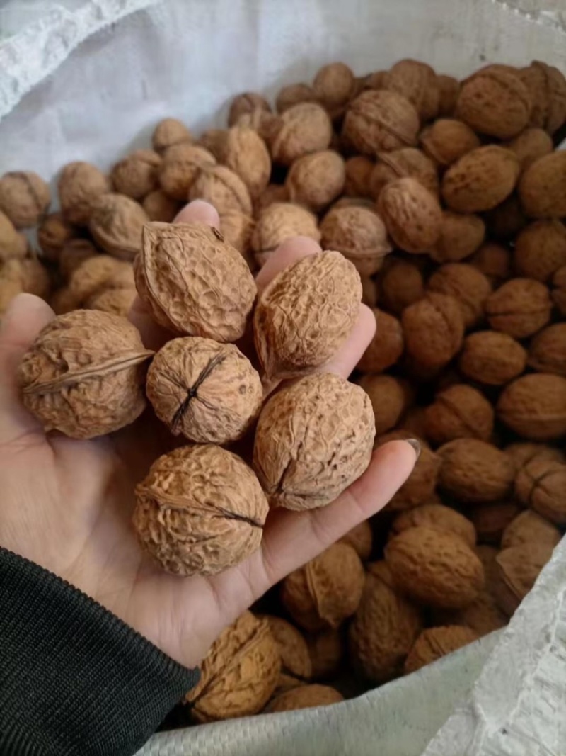大姚县103大泡核桃，原生态高山自家种植