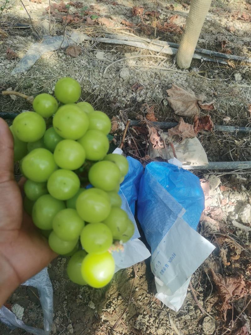 阳光玫瑰，颗粒饱满紧实。甜度高，