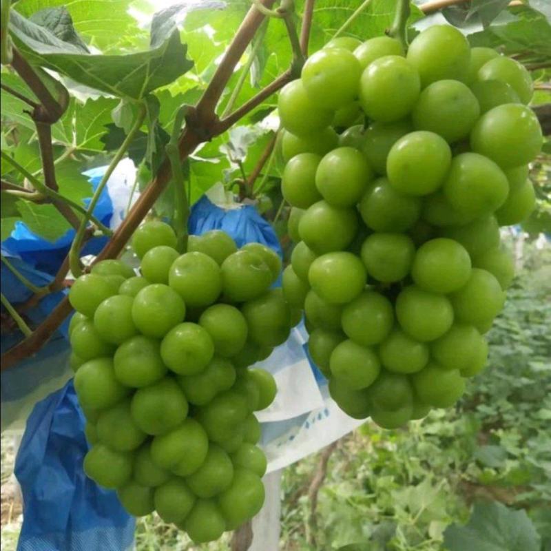 阳光玫瑰，颗粒饱满紧实。甜度高，