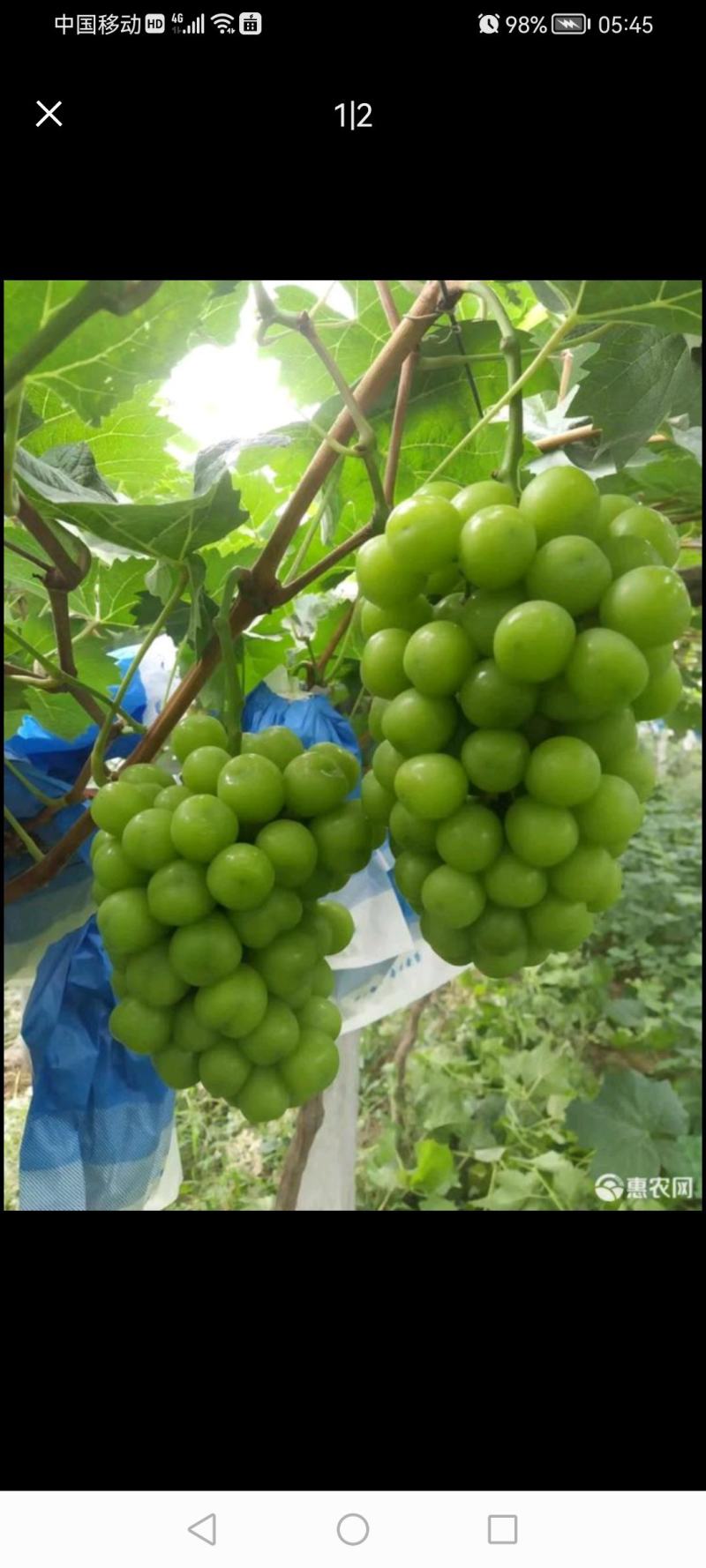 阳光玫瑰，颗粒饱满紧实。甜度高，