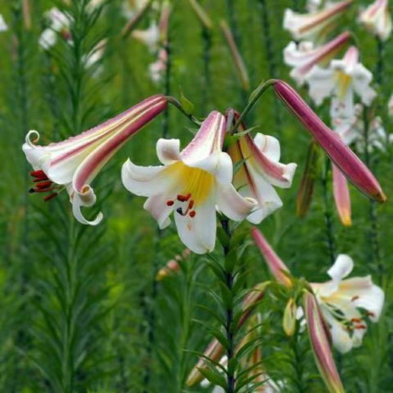 贵州正宗野生紫百合药用百合规格齐全可大宗采购