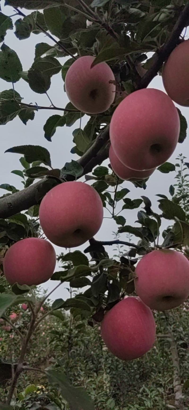 甘肃红富士苹果产地代收代发货。。。。。。。。