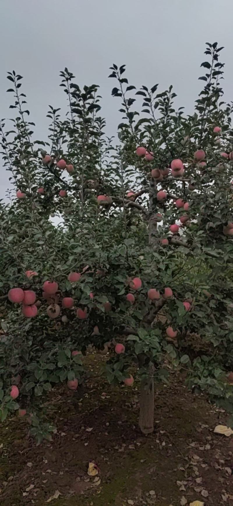 甘肃红富士苹果产地代收代发货。。。。。。。。