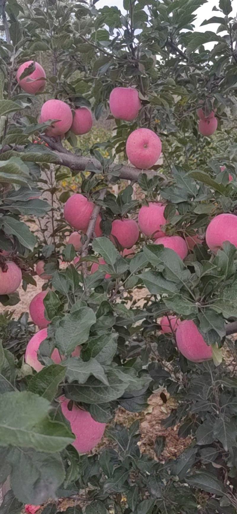 甘肃红富士苹果产地代收代发货。。。。。。。。