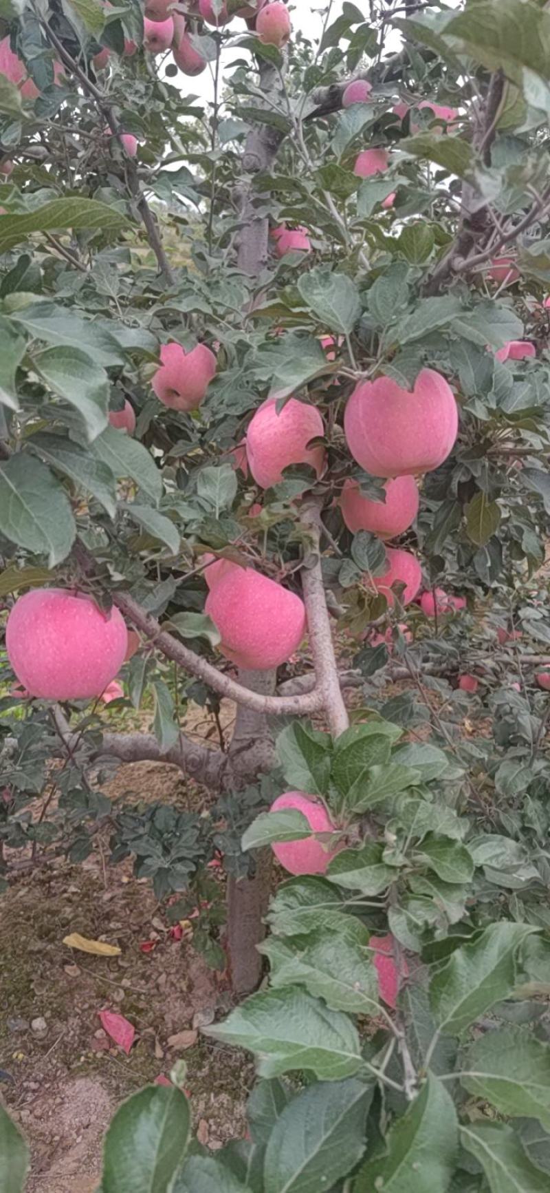 甘肃红富士苹果产地代收代发货。。。。。。。。