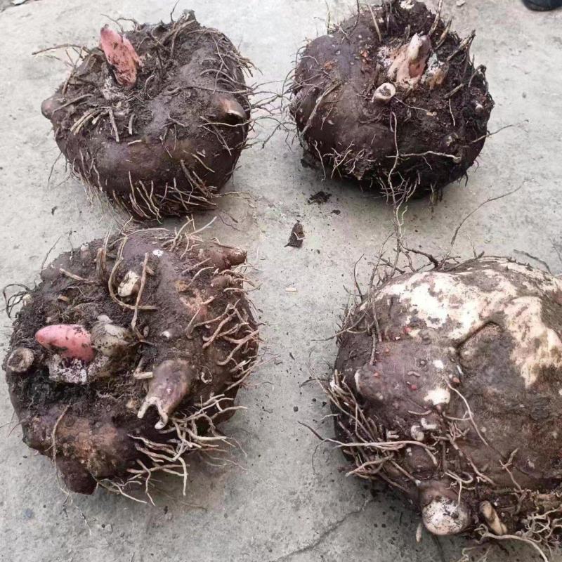 贵州基地魔芋基地直发需要的提前联系