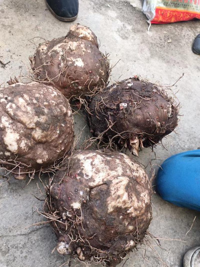 贵州基地魔芋基地直发需要的提前联系