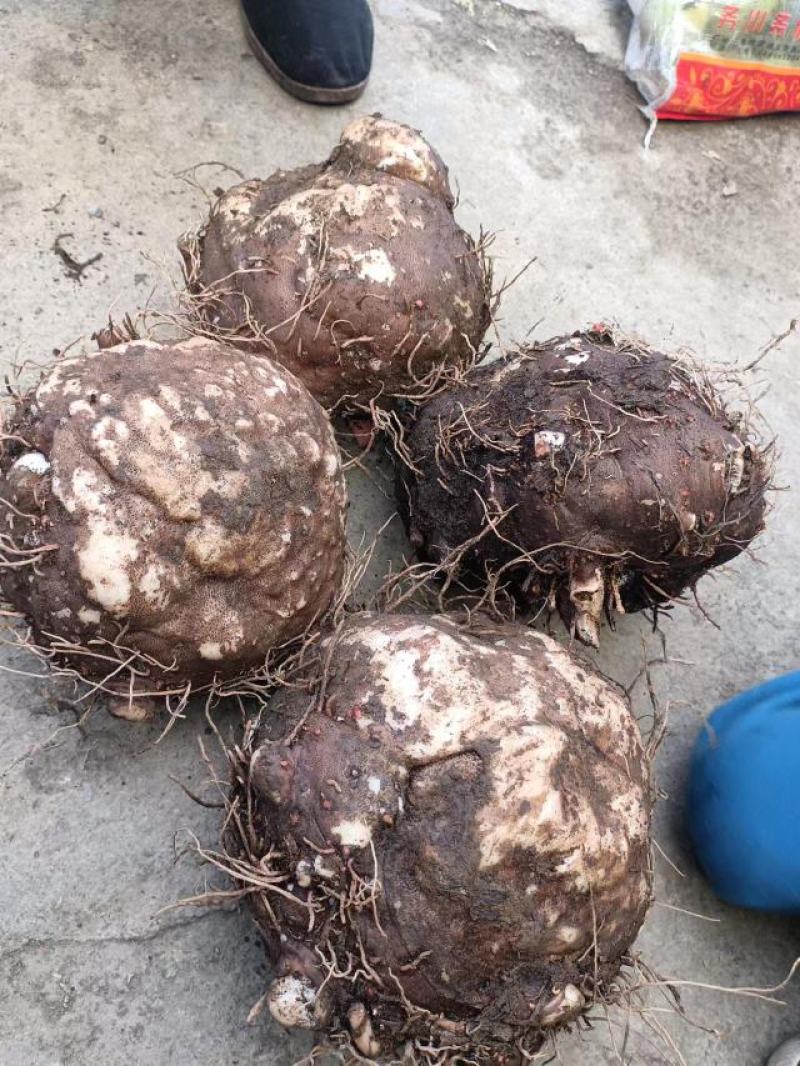 贵州基地魔芋基地直发需要的提前联系