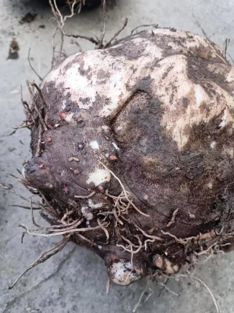贵州基地魔芋基地直发需要的提前联系