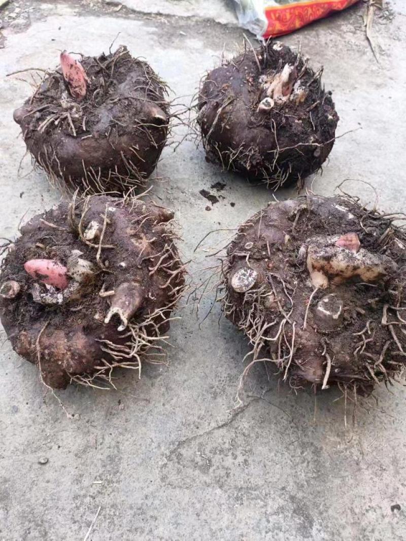 贵州基地魔芋基地直发需要的提前联系