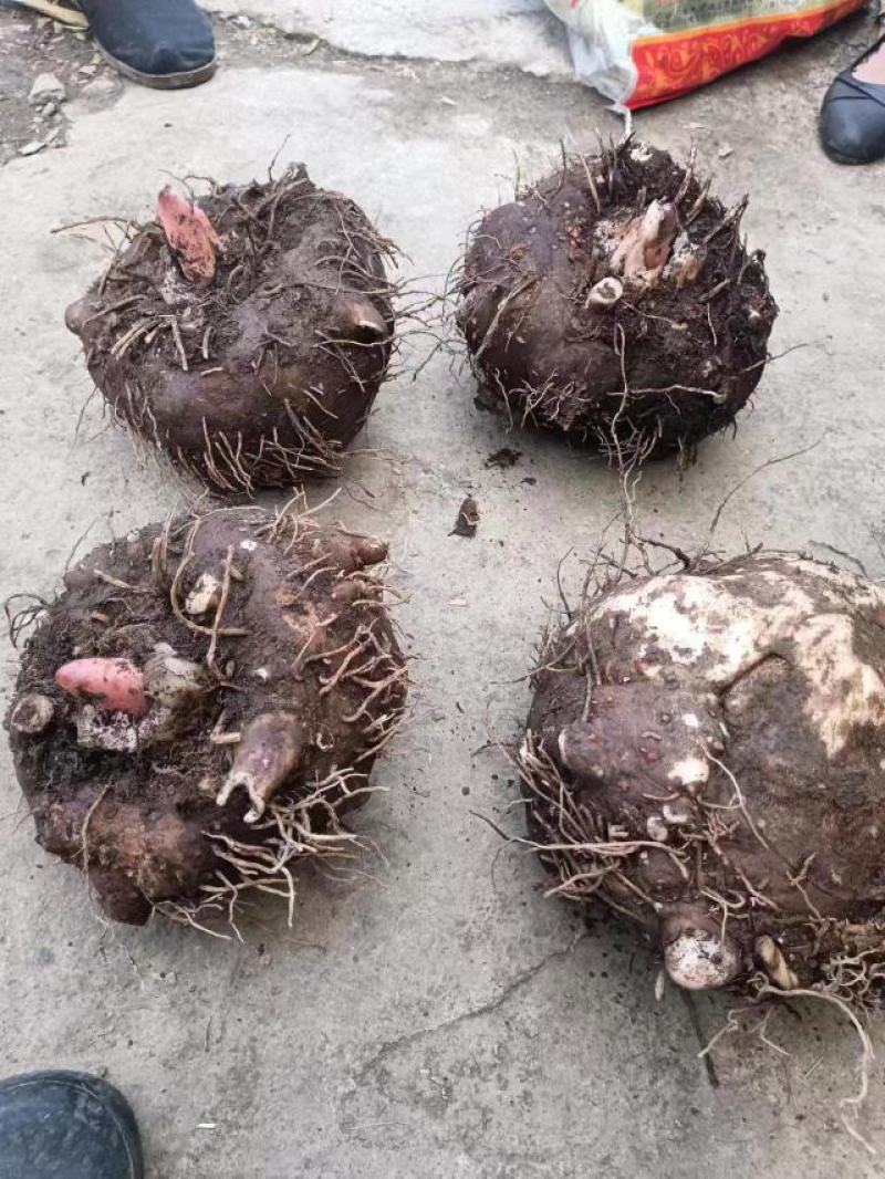 贵州基地魔芋基地直发需要的提前联系